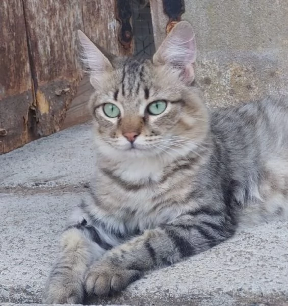 Tiger , un micio speciale, aspetta una famiglia