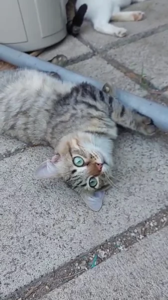 Tiger , un micio speciale, aspetta una famiglia | Foto 1