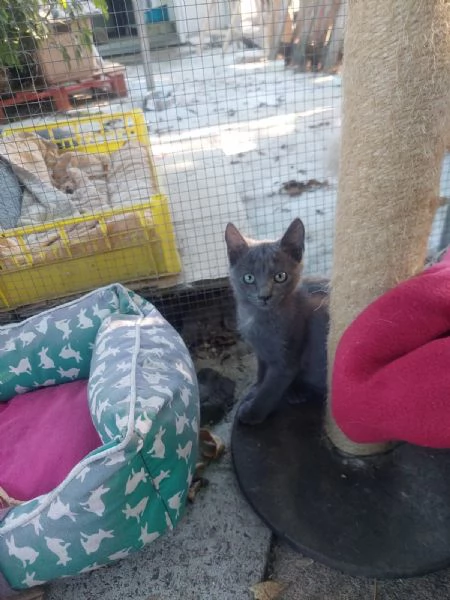 Cacao e Maggy micini in attesa di famiglia | Foto 1