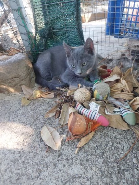 Cacao e Maggy micini in attesa di famiglia | Foto 0