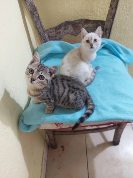 Flora e Fiore micine di 3ms aspettano una famiglia | Foto 0