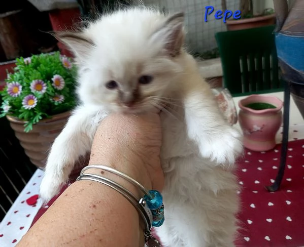 Sacro di Birmania gattini stupendi | Foto 3
