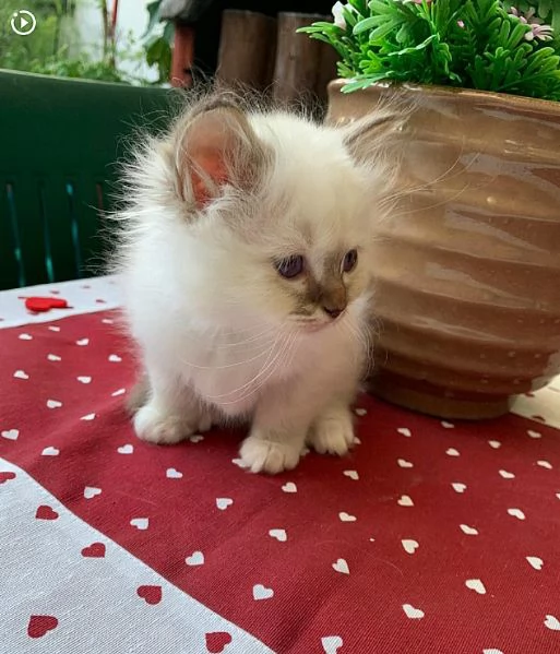 Sacro di Birmania gattini stupendi | Foto 0