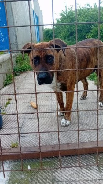 Morgana 5anni dolce tg grande | Foto 2