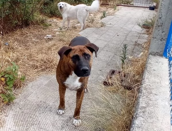 Morgana 5anni dolce tg grande