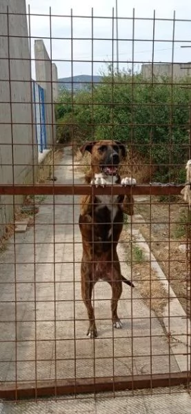 Morgana 5anni dolce tg grande | Foto 0