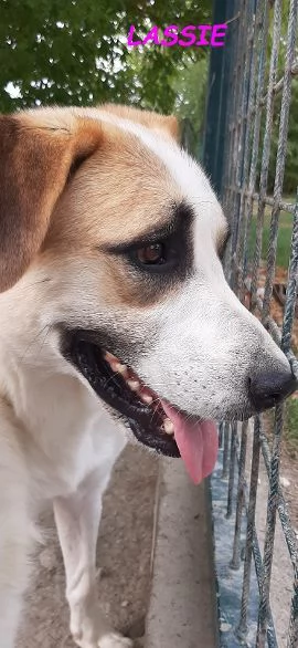 LASSIE giovane,socievole