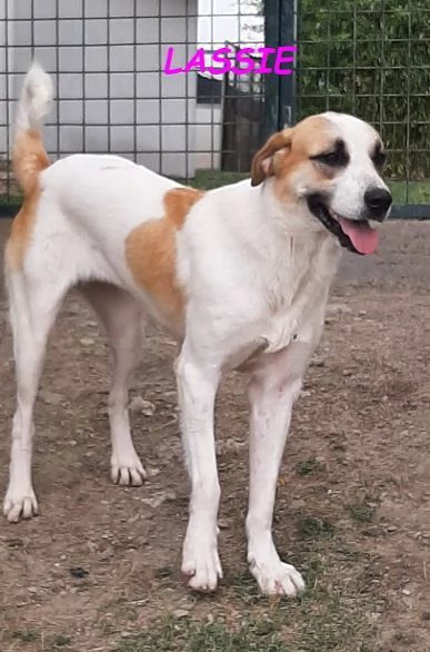 LASSIE giovane,socievole | Foto 3