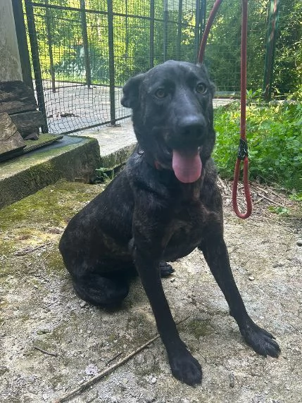 ORSA giovane ed affettuosa