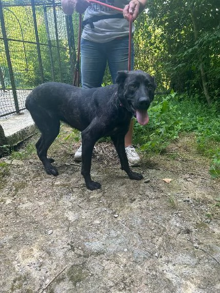 ORSA giovane ed affettuosa | Foto 2