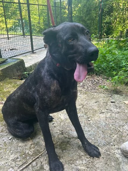 ORSA giovane ed affettuosa | Foto 1