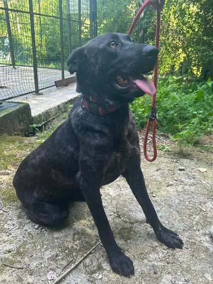 ORSA giovane ed affettuosa | Foto 0