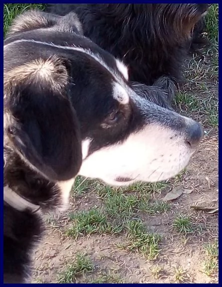 DUMBO 7anni un simpaticone  | Foto 3