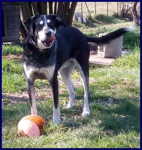 DUMBO 7anni un simpaticone 