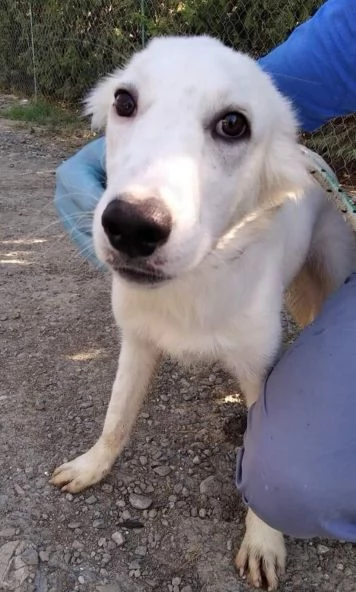 CHARLIE dolcissimo coccolone