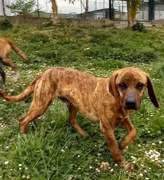 YUK 4-5anni pronto per l'adozione | Foto 3