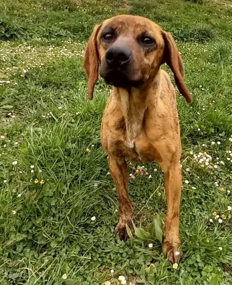 YUK 4-5anni pronto per l'adozione | Foto 2