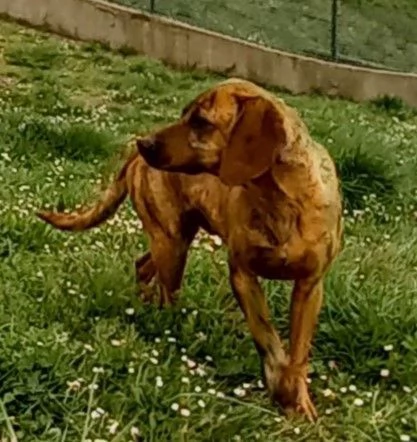 YUK 4-5anni pronto per l'adozione | Foto 1