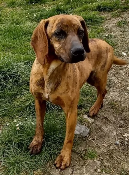 YUK 4-5anni pronto per l'adozione