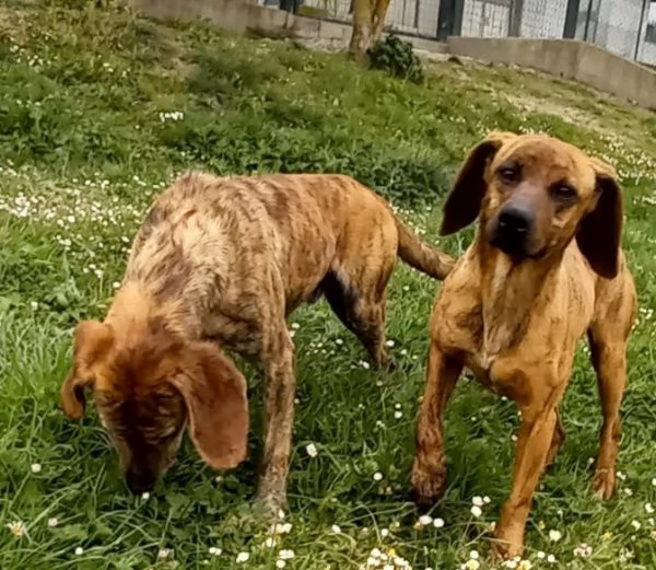 YUK 4-5anni pronto per l'adozione | Foto 0