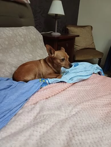 MOLLICA mini cagnolina 7anni - 4kg | Foto 1