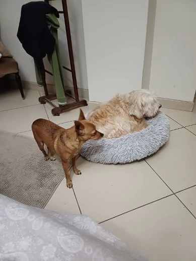 MOLLICA mini cagnolina 7anni - 4kg | Foto 0