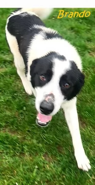 BRANDO e LASSIE  giovani sempre insieme! | Foto 6