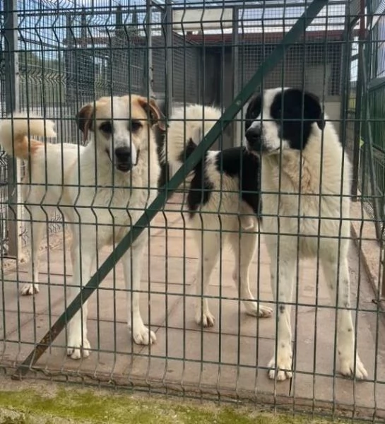 BRANDO e LASSIE  giovani sempre insieme! | Foto 4