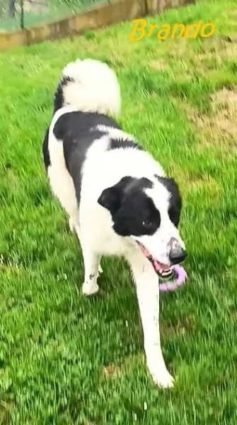 BRANDO e LASSIE  giovani sempre insieme! | Foto 2