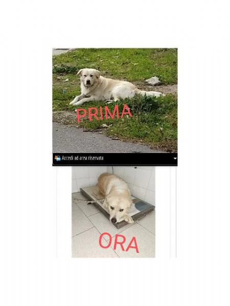 BELLINO socievole mix labrador