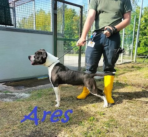 ARES giovane - solo per esperti | Foto 4