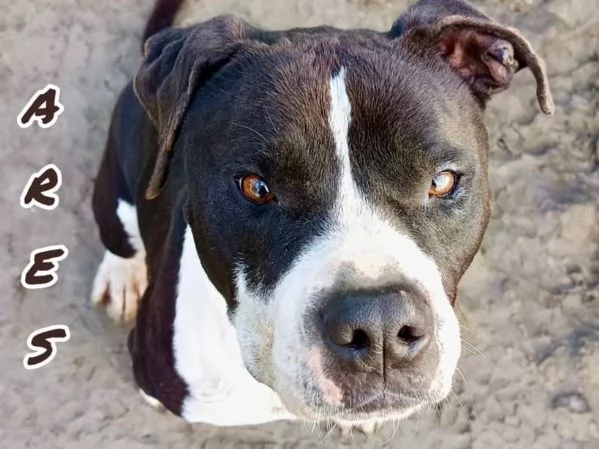 ARES giovane - solo per esperti | Foto 2