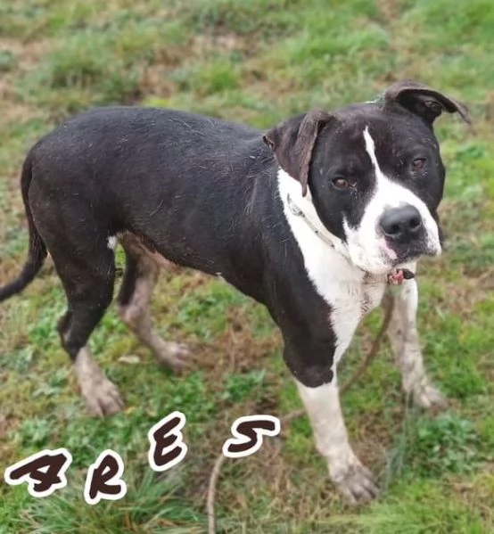 ARES giovane - solo per esperti | Foto 1