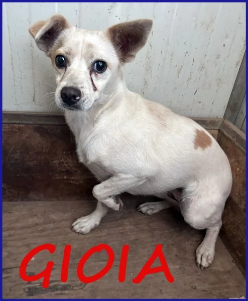 GIOIA timorosa 3anni viveva in un branco | Foto 2