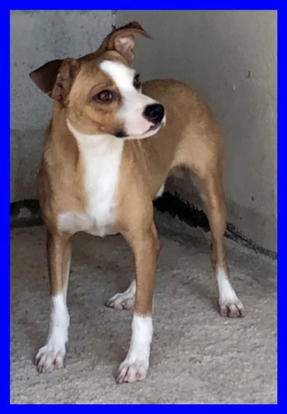 ALFONSO  8anni simpatico musetto timidino | Foto 2