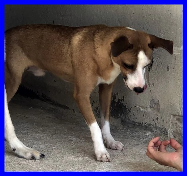 ALFONSO  8anni simpatico musetto timidino | Foto 0