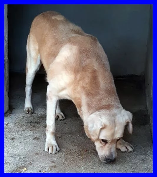 BIG BEN dolcissimo nonnino coccolone tg  | Foto 1