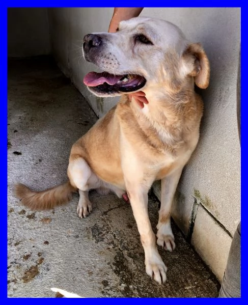 BIG BEN dolcissimo nonnino coccolone tg  | Foto 0