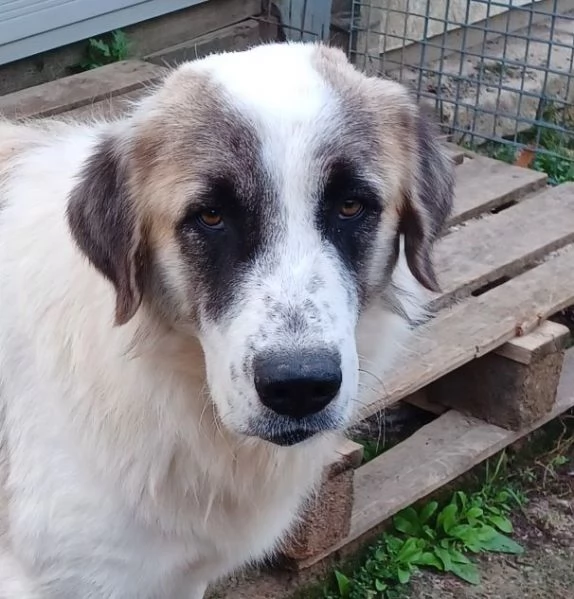 LUCA 2 anni di solutudine!  | Foto 4