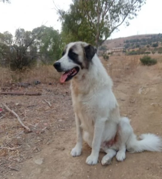 LUCA 2 anni di solutudine! 