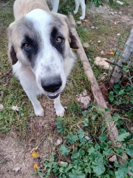 LUCA 2 anni di solutudine!  | Foto 3