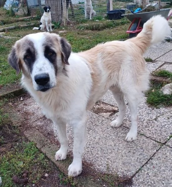 LUCA 2 anni di solutudine!  | Foto 2