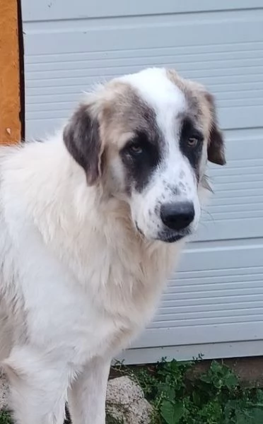 LUCA 2 anni di solutudine!  | Foto 1