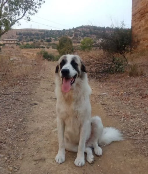 LUCA 2 anni di solutudine!  | Foto 0