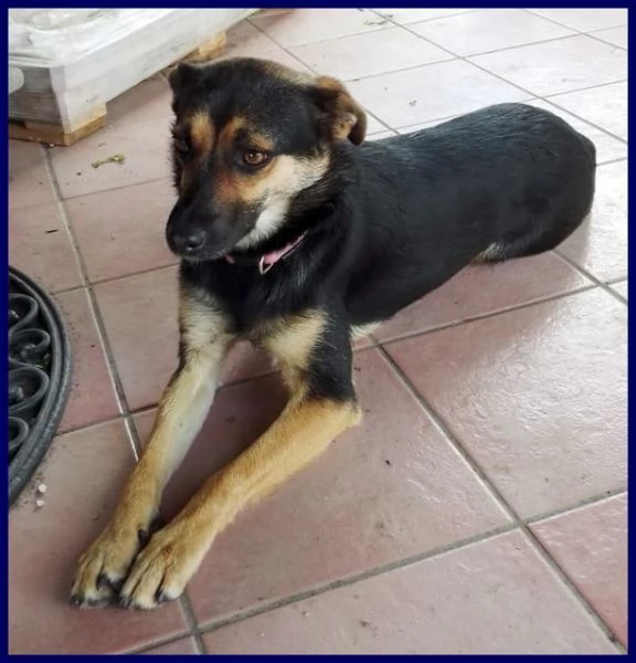 LILLY ed ARGO  simpatici vagabondi | Foto 0