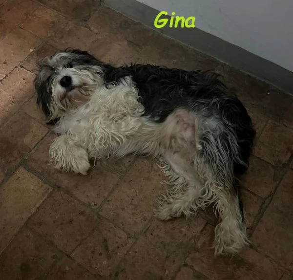 GINA dolce cagnolina di 2 anni e mezzo | Foto 0