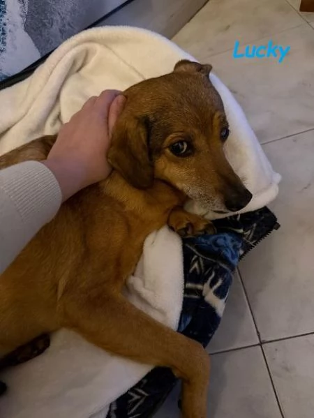 Una casa per LUCKY  buono/affettuoso tg contenuta | Foto 2