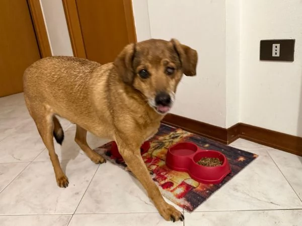 Una casa per LUCKY  buono/affettuoso tg contenuta