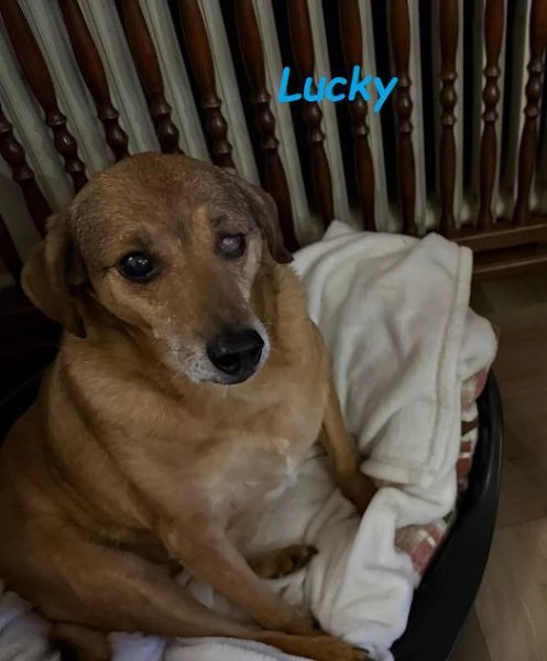 Una casa per LUCKY  buono/affettuoso tg contenuta | Foto 0