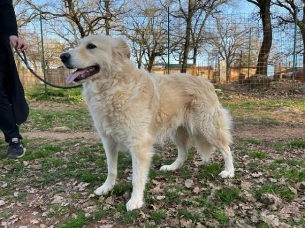 VANIGLIA 5anni un bella timidina